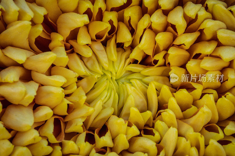 明黄色菊花的微距/特写。